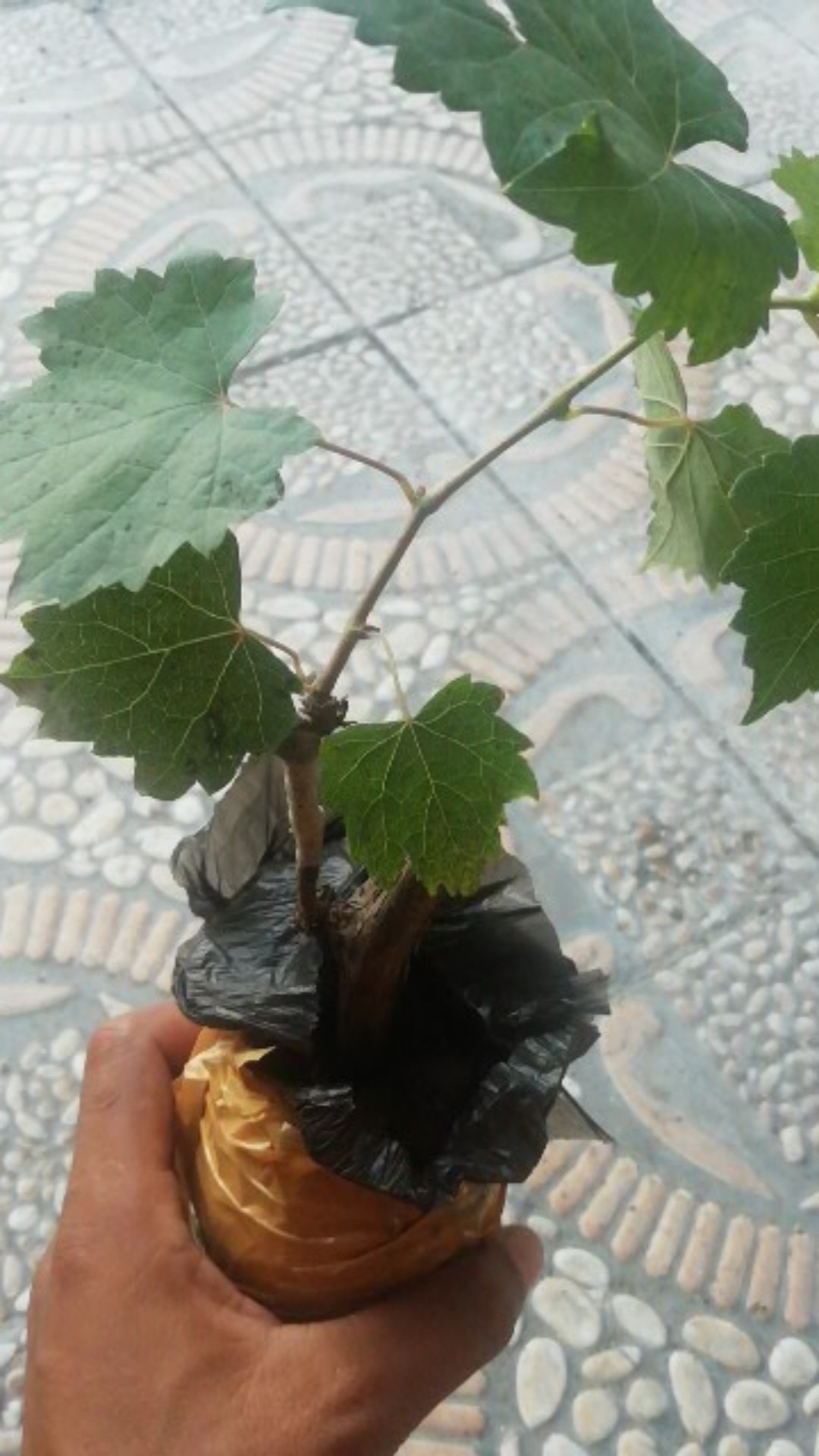 Bibit Anggur Taldun Valid