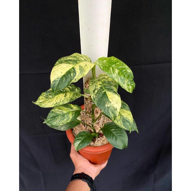 tanaman hias raphidopora puberula variegata