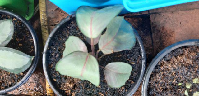 Paket 6 Jenis Calathea