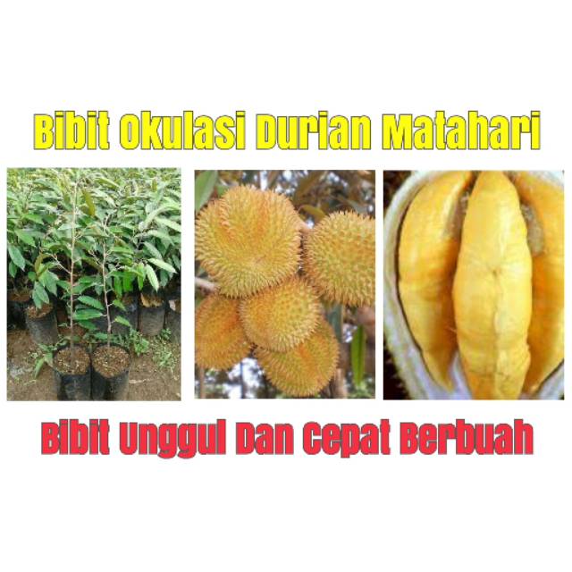 Bibit Buah Durian Matahari Cepat Berbuah