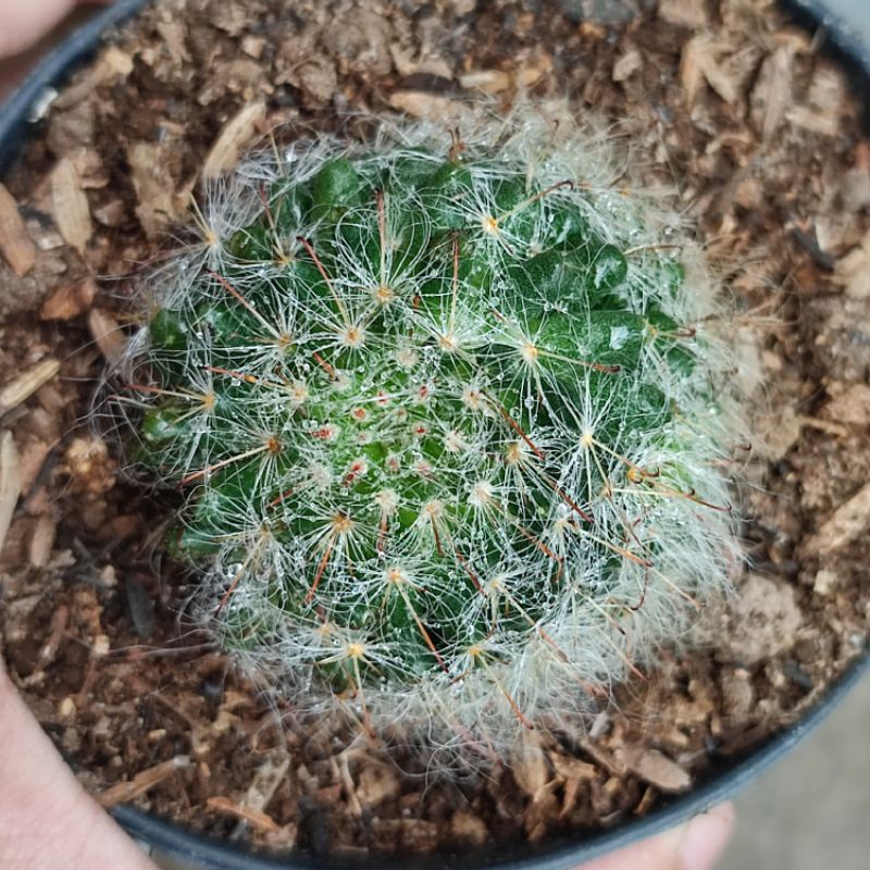 Kaktus ownroot Mammillaria Bocasana