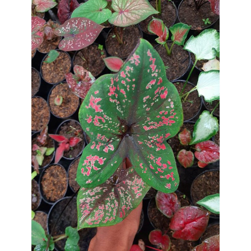 Bunga Caladium Army