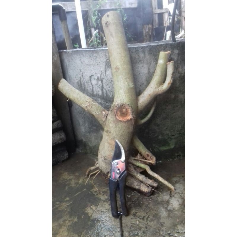 bahan bonsai waru lokal