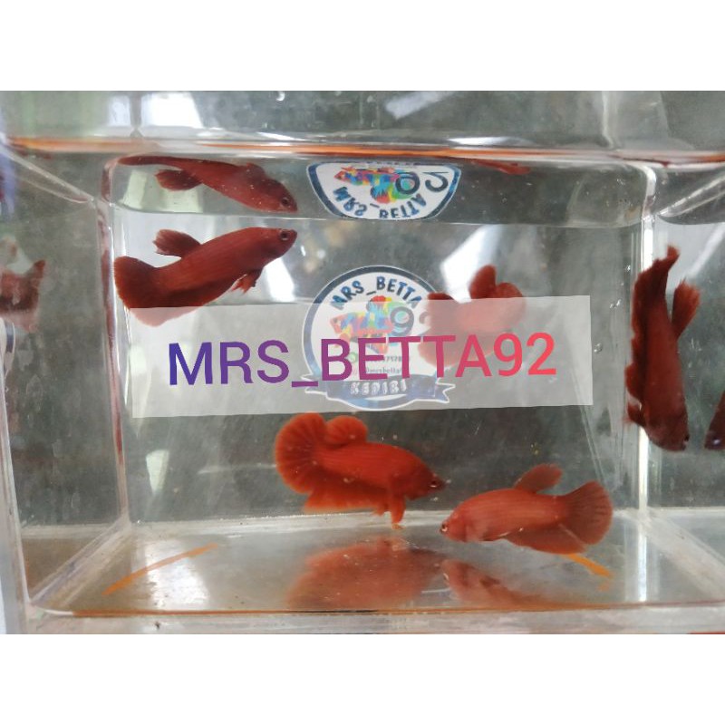 

Ikan Cupang Plakat Super Red