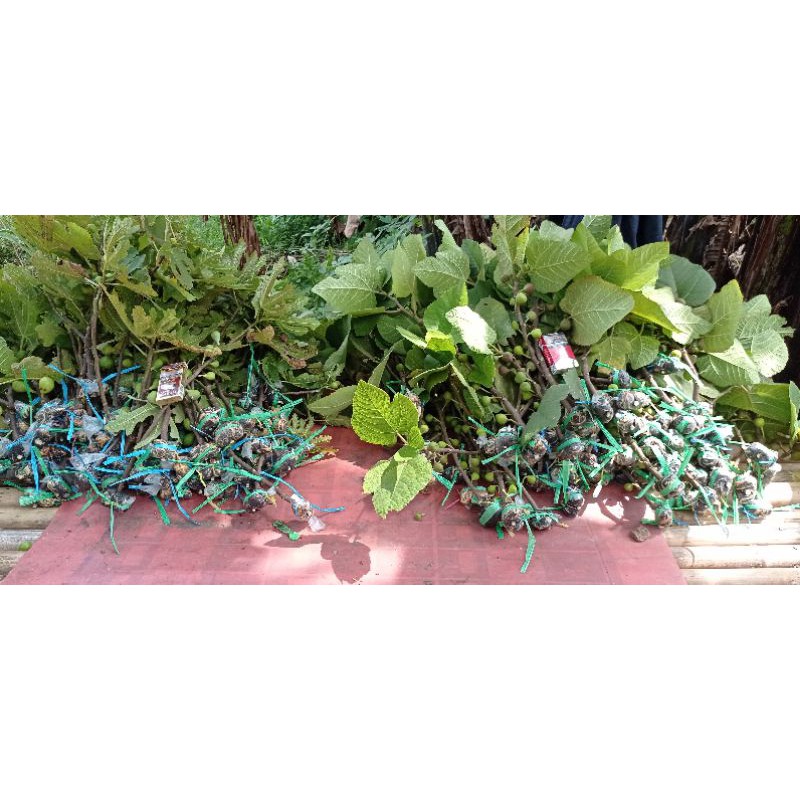 bibit tanaman buah tin aneka varian.. bibit dari induk yg sudah prodksi buah..-6