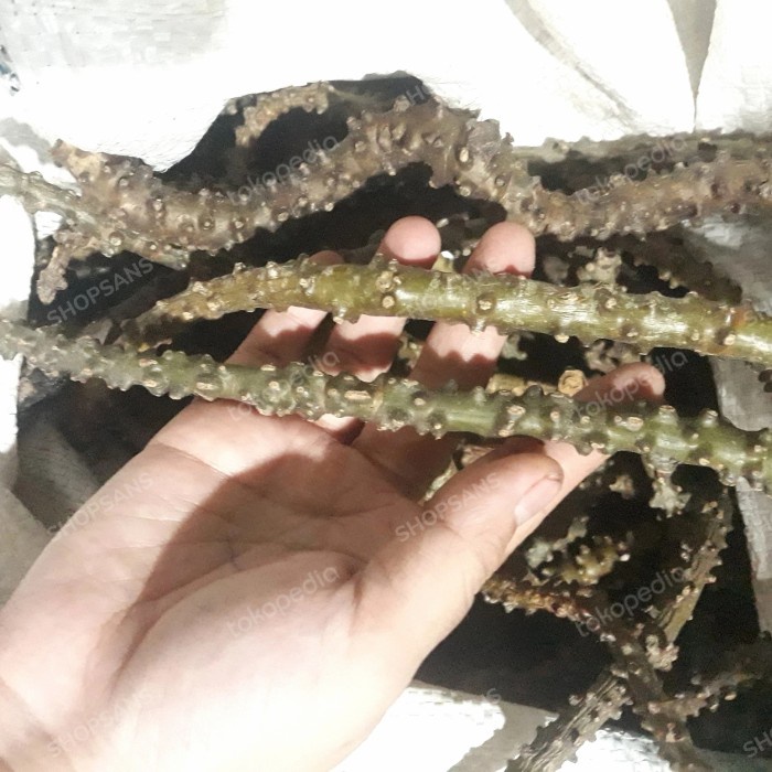 

Brotowali / Batrawali / Antawali / Daun gadel/ Putrawali HALLAL - 500 gram