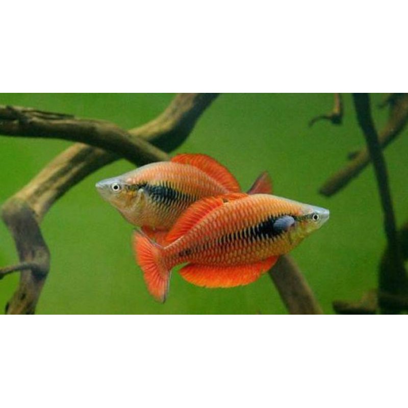 (Bandung) Ikan Rainbow Kurumoi  (Melanotaenia parva)