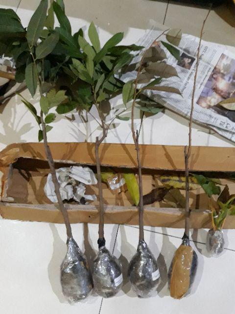 Bibit Tanaman Buah Durian Montong