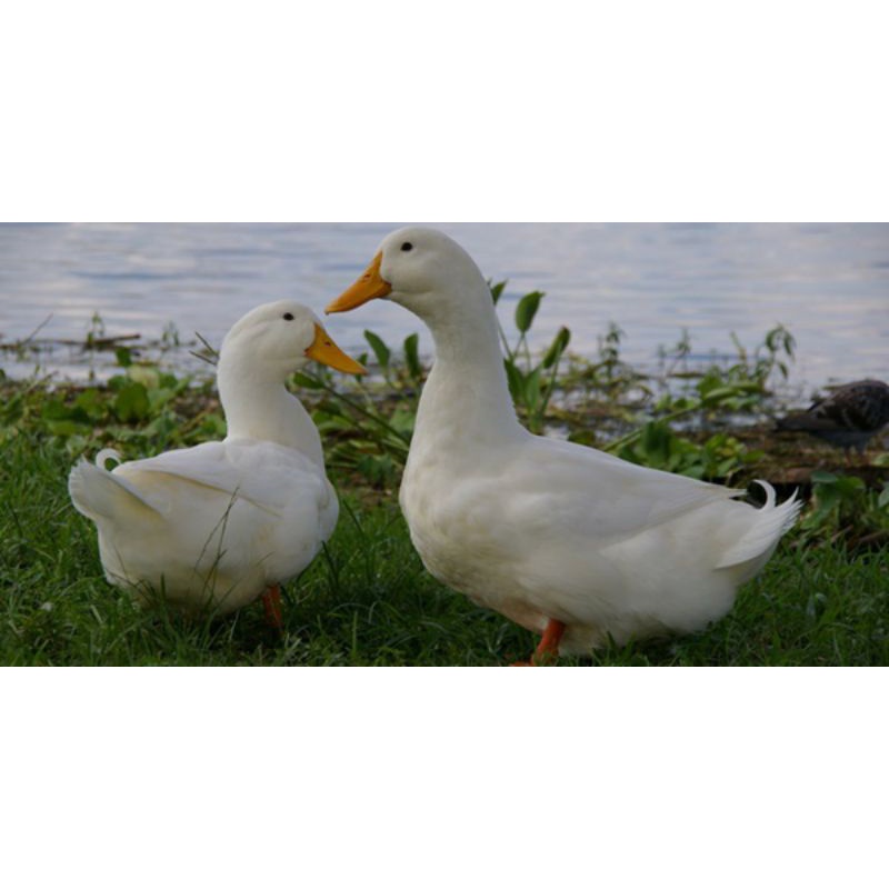 

TELUR BEBEK PEKING SIAP DI TETASKAN