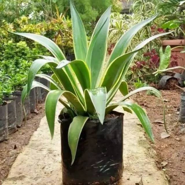 tanaman hias agave-pohon agave