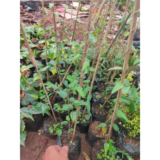 Tanaman herbal cincau jelly - tanaman cincau jeli - cincau jelly - tanaman rambat - tanaman cincau