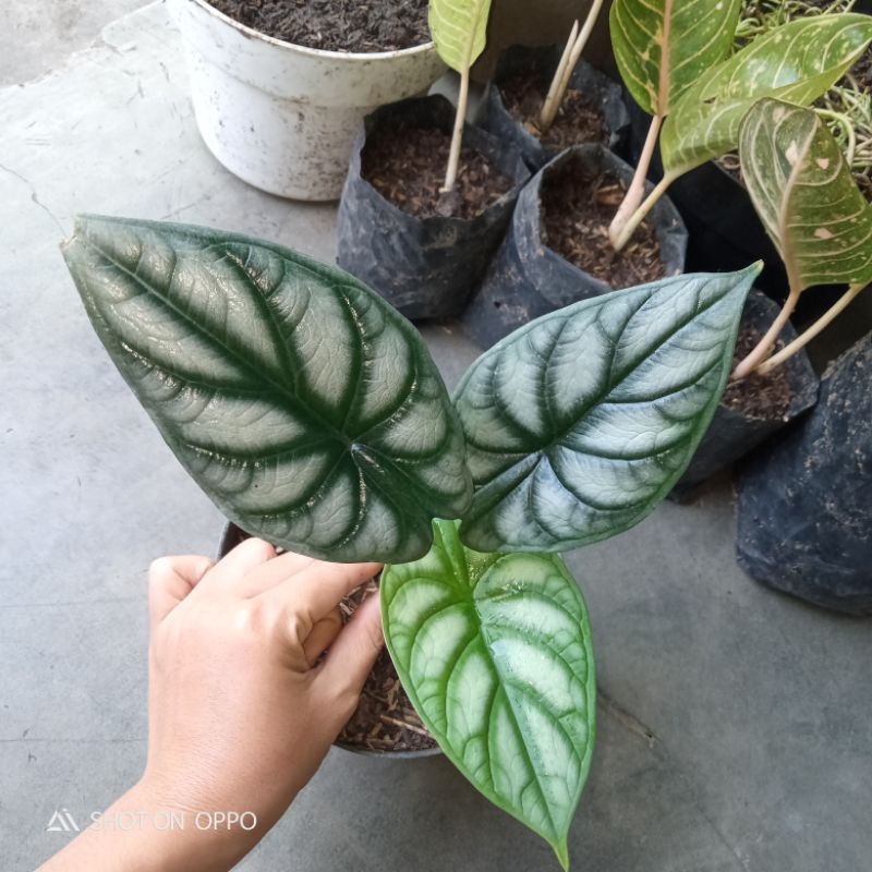 alocasia dragon silver daun lancip seperti scale daun 3.Real picture.