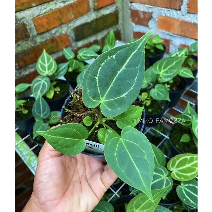 anthurium forgeti x clarinervium baby