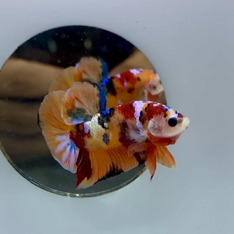 CUPANG NEMO GALAXY MULTICOLOR, NEMO CANDY, NEMO EMERALD GRADE A