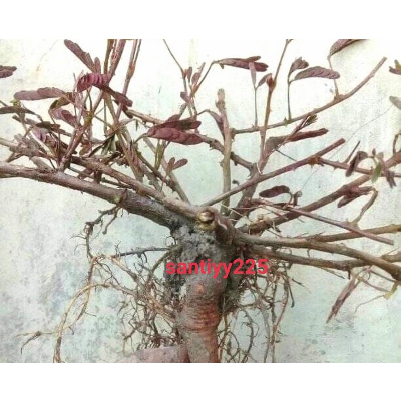 jual bahan bonsai bunga Putri malu