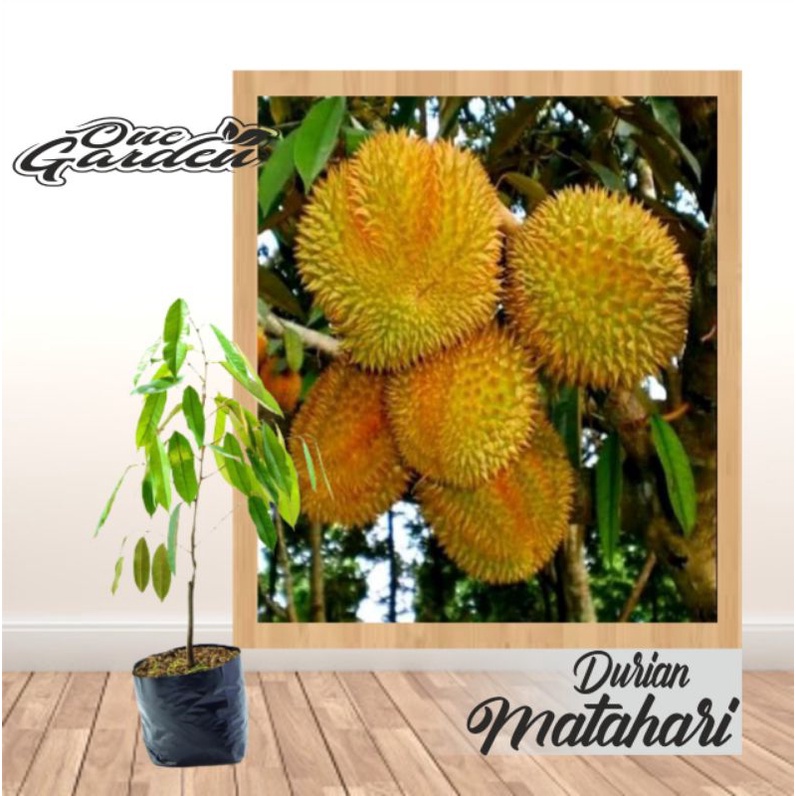Bibit Tanaman Buah Durian Matahari