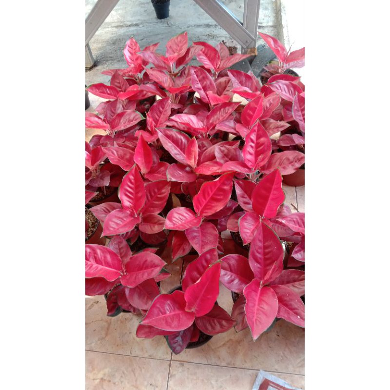 suksom compacta jumbo