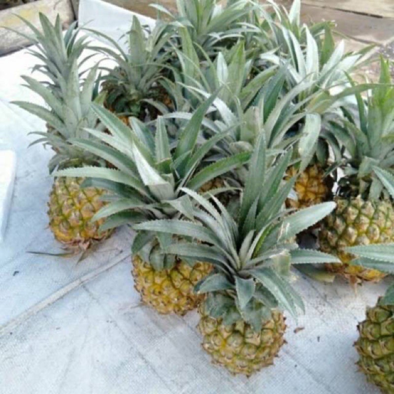 

NANAS MADU PEMALANG /biji