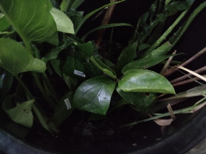 Bibit Tanaman Herbal Serai Bumbu Sere