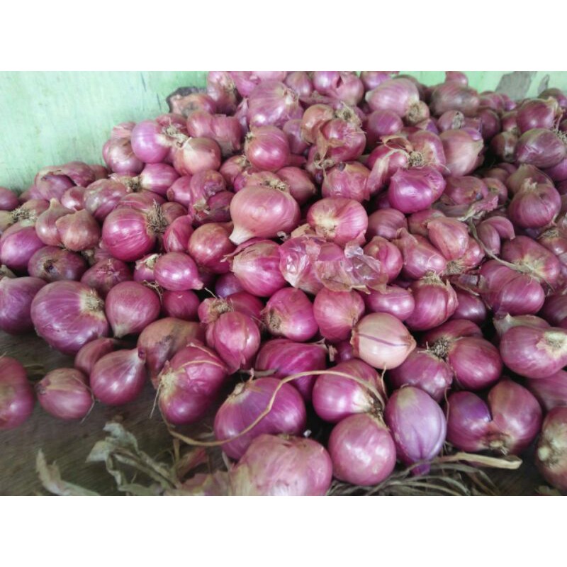 bawang merah bibit