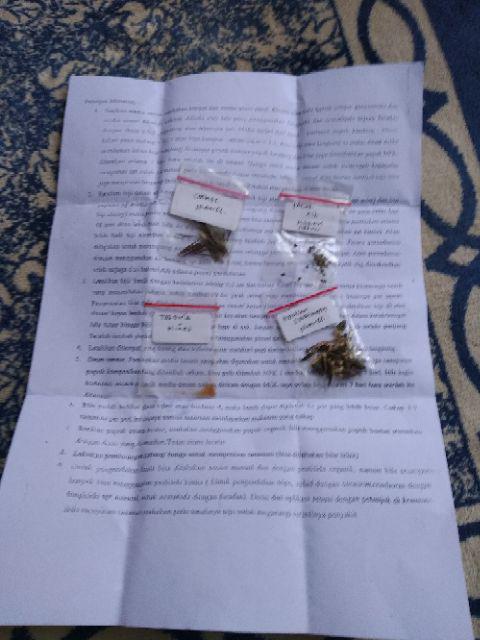 Biji Pacar Air Marun