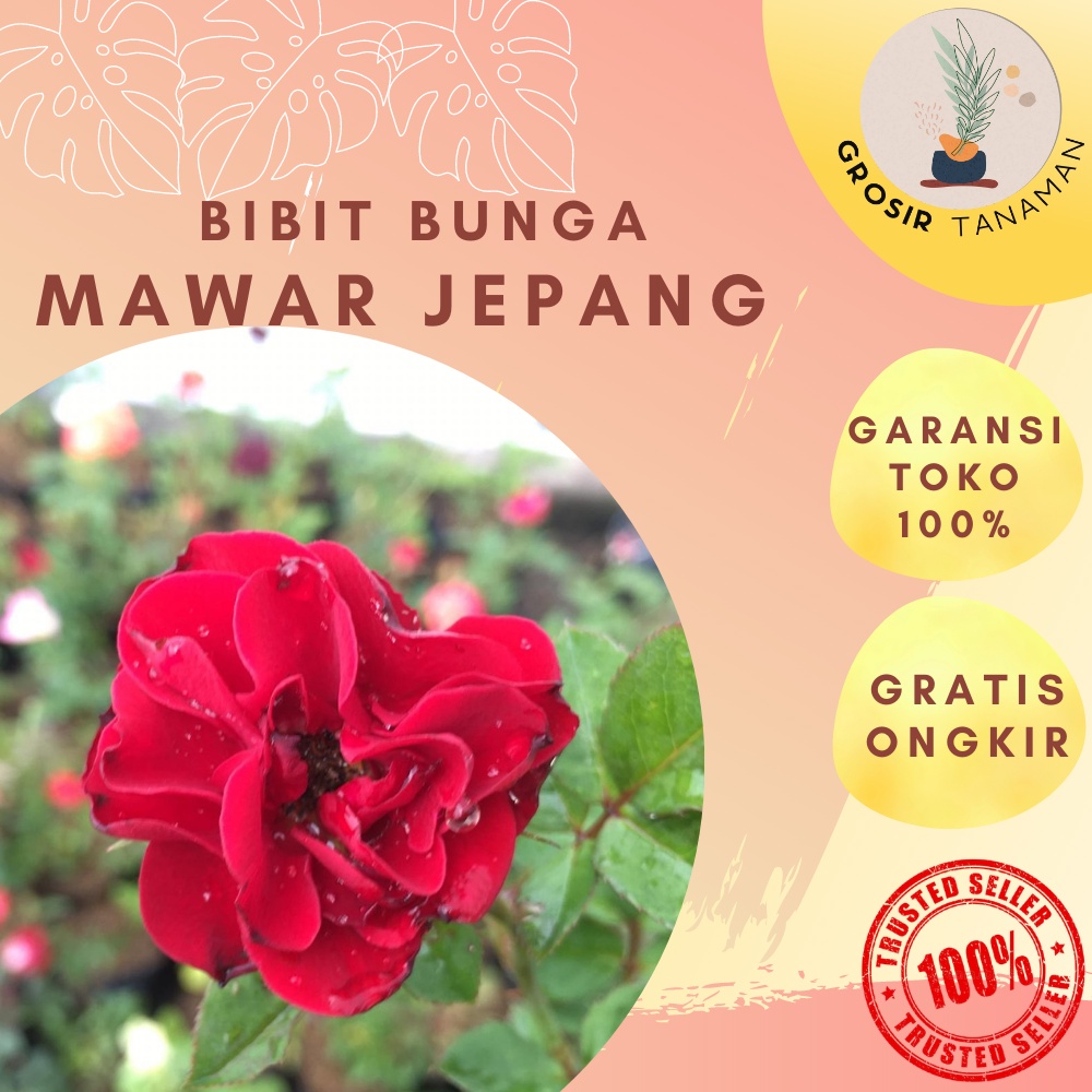 BIbit Bunga Mawar Hidup Mawar Jepang / Bibit Tanaman Hias Bunga Kate Rose Mawar Hidup Bukan Biji