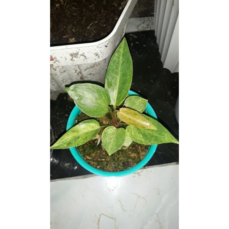 antorium hokeri pink