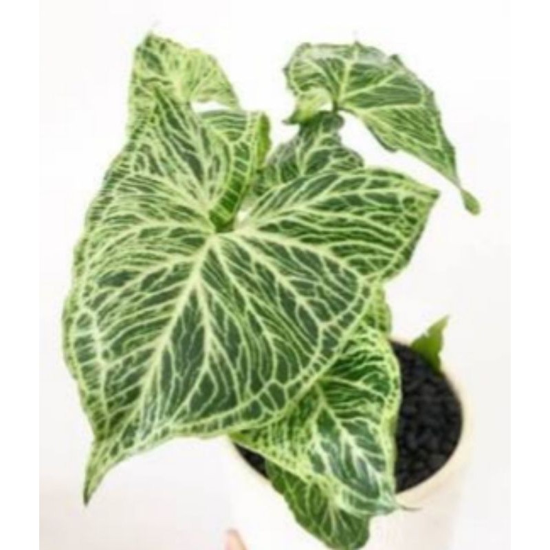 Tanaman Hias Syngonium Batik ( Bibit Syngonium Batik)