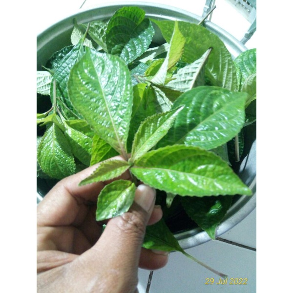 

10 gram daun pecah beling keji beling segar