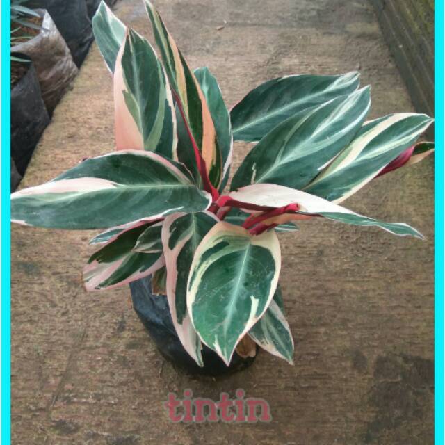 Tanaman Hias Calathea  Triostar Kalatea Multicolor  