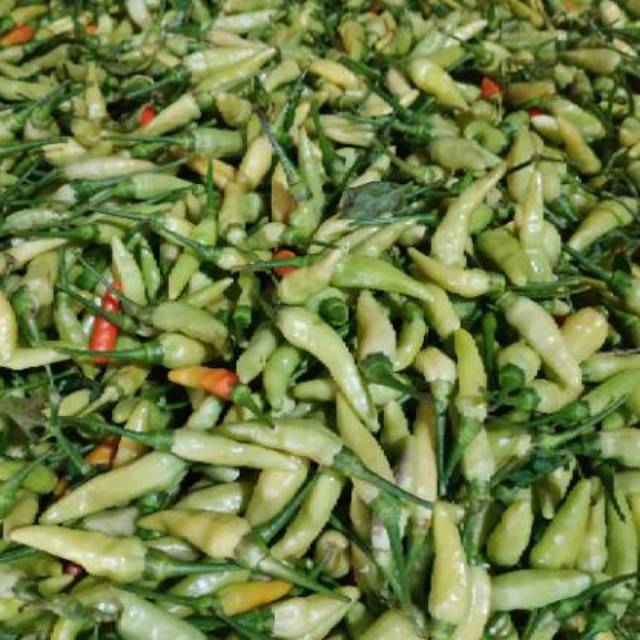 

Cabe Rawit Segar 1Kg