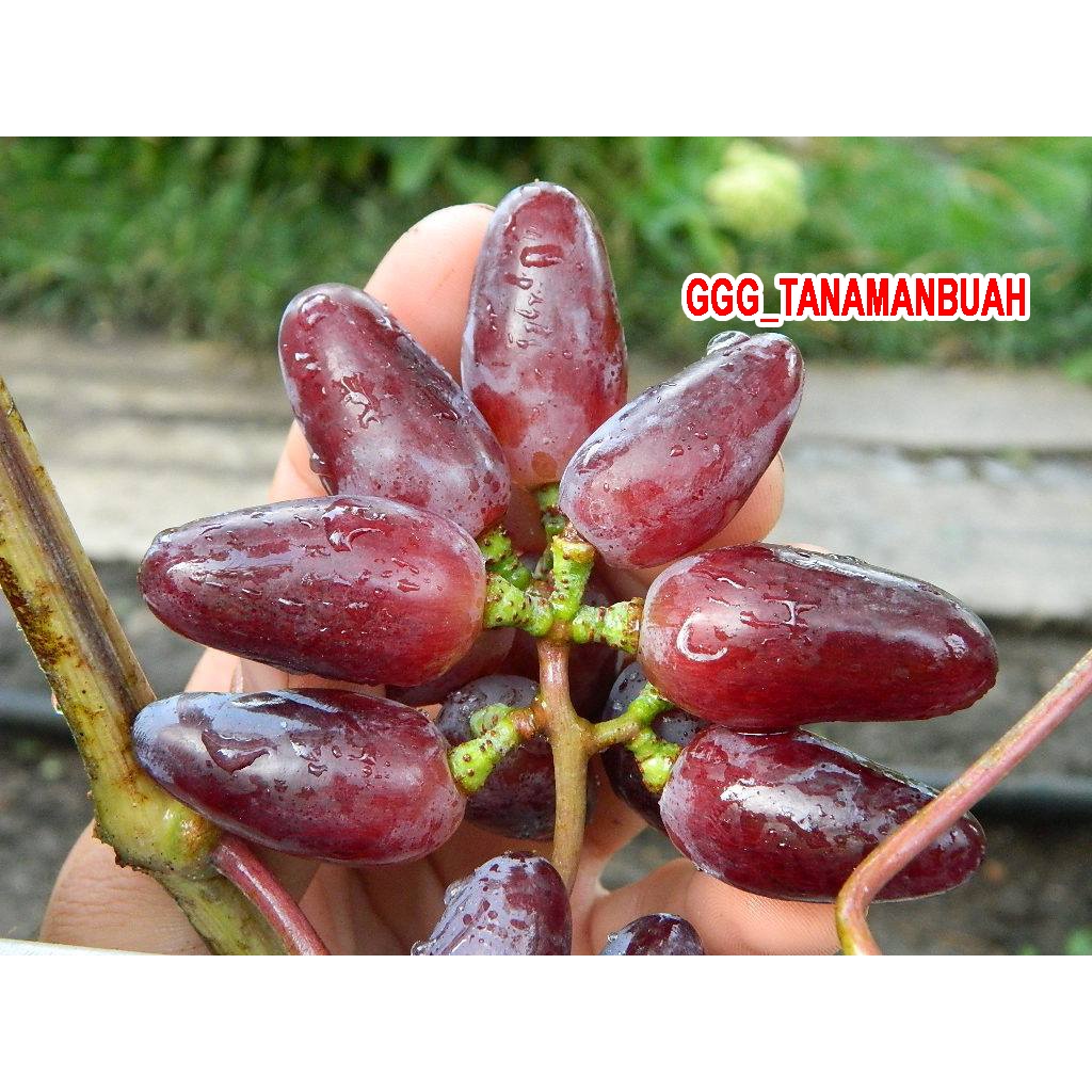 Bibit Anggur Import Baikonur New Asli Hasil Grafting