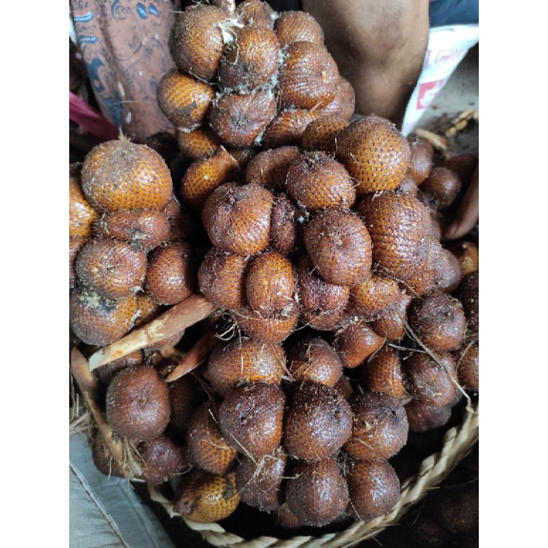 

Salak Bali dan Salak Gula