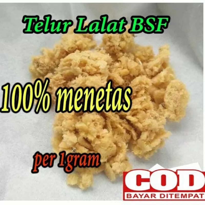 telur lalat magot bsf prepupa