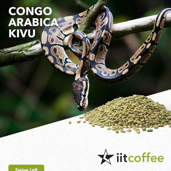 

Arabica Green Beans - Congo Kivu Washed 1 kg