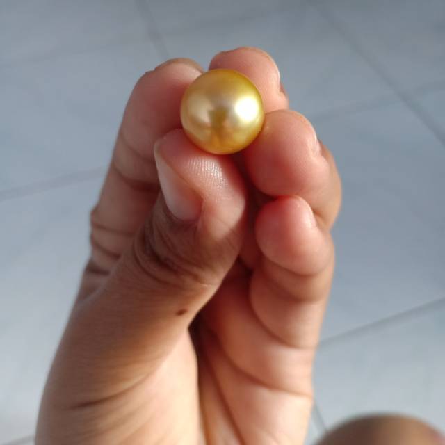 Mutiara Laut Gold