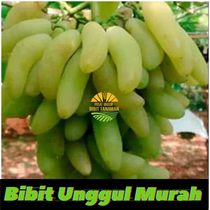 Bibit anggur import banana Grafting Siap Berbuah