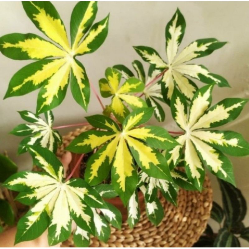 Pohon Singkong Varigata Bibit Tanaman Pohon Singkong Variegata