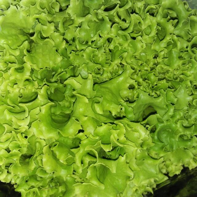 

Selada Keriting Hijau (Grand Rapid Lettuce)