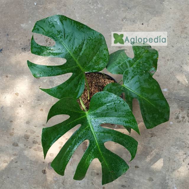 Monstera Deliciosa - Tanaman Philodendron Monstera