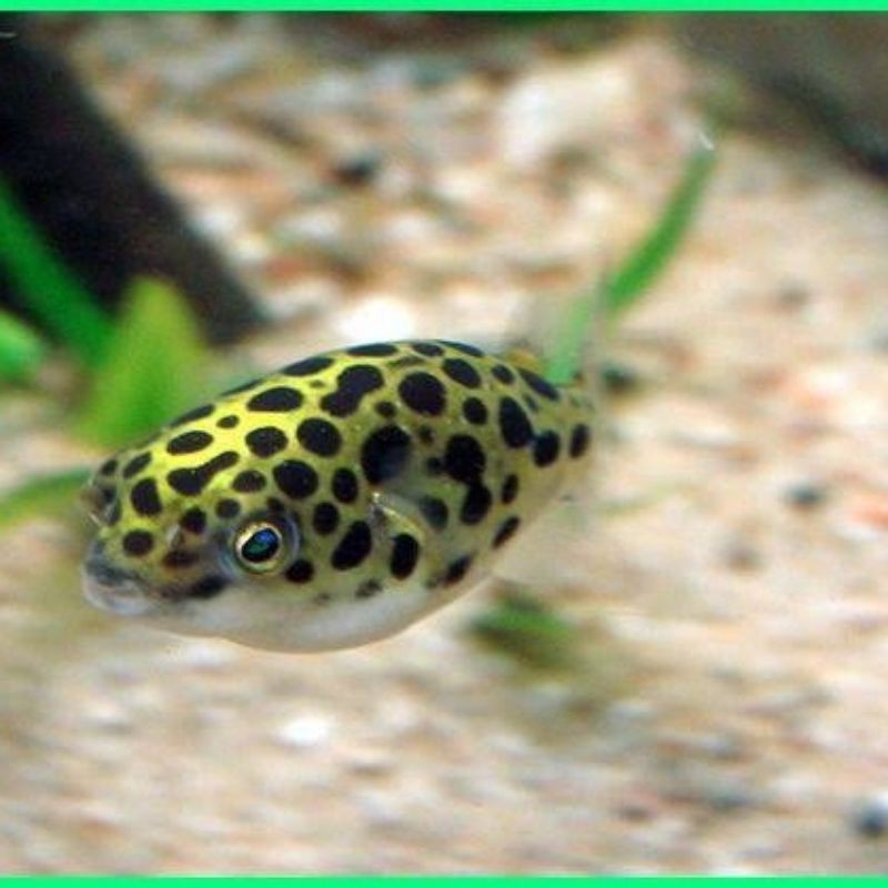 ikan hias buntal mini air tawar