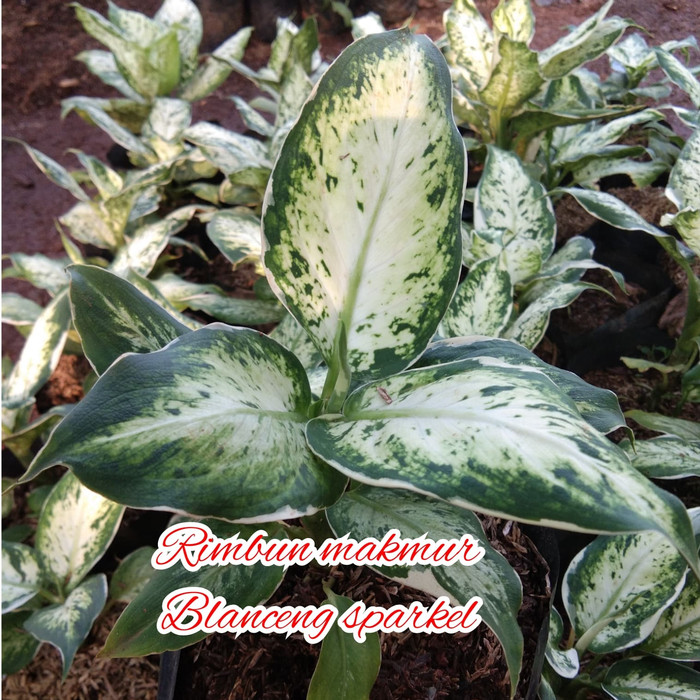 tanaman indoor blanceng sparkel/blanceng sparkel/pohon blanceng