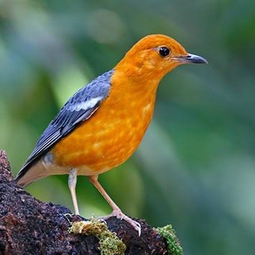 Jual Burung Anis Merah Muda Hutan | Shopee Indonesia