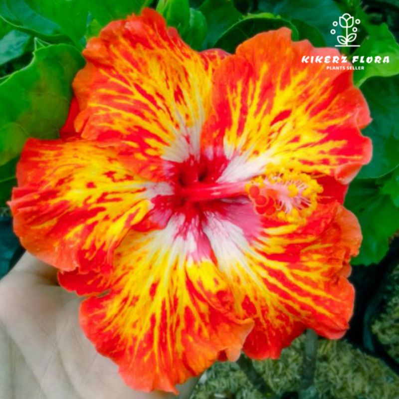 TANAMAN HIAS HIBISCUS BUNGA SEPATU//ORANGE SUMMARY