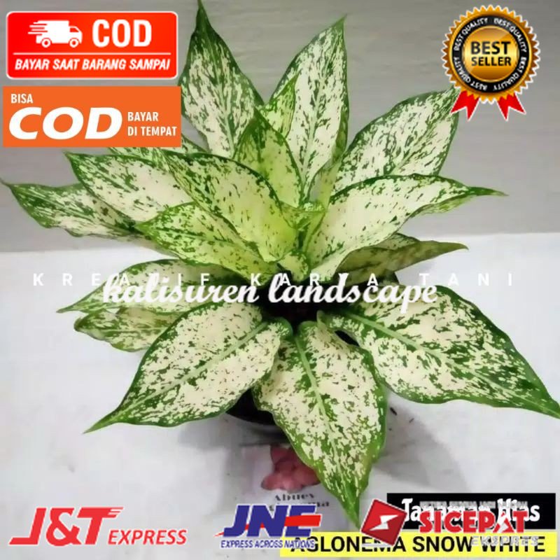 Tanaman hias aglonema snow white - Aglonema snow white ( Bisa COD )