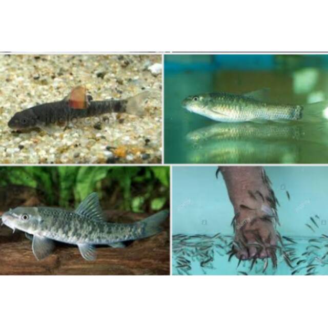 gararufa/ikan terapi