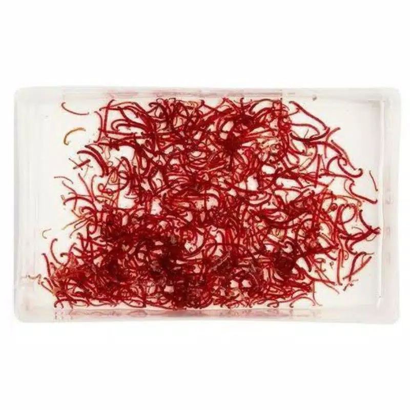 CACING DARAH PAKAN CUPANG BERKUALITAS FRESH STERIL