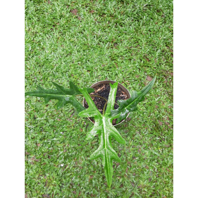 alocasia portei beby