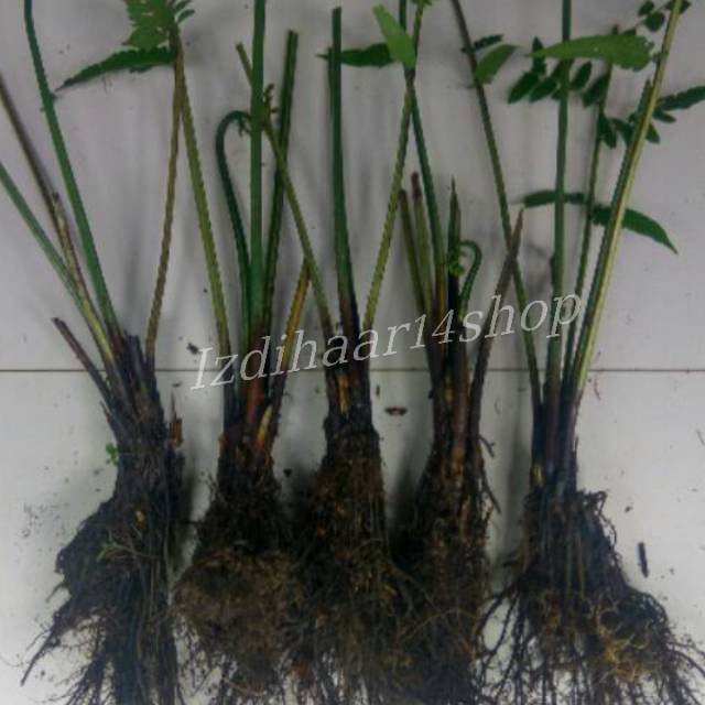 

cuddle shope Bibit/Benih Pakis Sayur Segar / Benih Sayuran (BISA COD) segar