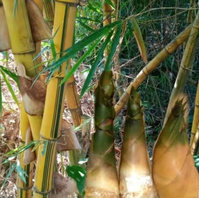 Rebung Bambu Kuning Muda Asli Herbal Obat Sakit Kuning 500 Grm Indonesia